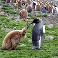 Пумы убивают пингвинов тысячами, превратившись для них в главную угрозу: как так?