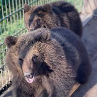 Медведей из Raptors Park выкупили за 2251 евро. И тем самым спасли от смерти