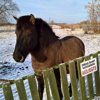 Лошадки дико голодают! Символ Елгавы под угрозой: диким лошадям не хватает денег и сена