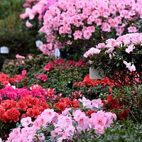 Зацвела крупнейшая в Северной Европе коллекция азалий: в Ботаническом саду ЛУ