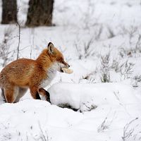 Ветер до 18 м/с: готова ли Латвия к метели?