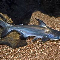 Что скрывает дешёвый пангасиус? Разовое употребление не опасно, но есть риски