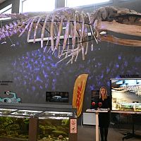 Спешите видеть! Десятиметровый скелет кита стал символом ценностей Рижского зоопарка