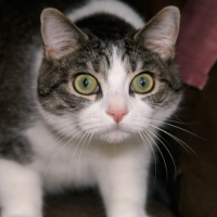 Паника перед войной: в Дубае усыпляют здоровых котов и собак Паника перед войной: в Дубае усыпляют здоровых котов и собак