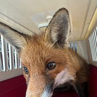 Лиса застряла во дворе: её спасла муниципальная полиция Адажи