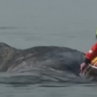 Гигантский горбатый кит, заблудившийся в Балтийском море, борется за жизнь (ВИДЕО) Гигантский горбатый кит, заблудившийся в Балтийском море, борется за жизнь (ВИДЕО)