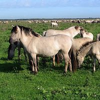 Массовая гибель животных в Кемери. 41 труп, неужели естественный процесс?