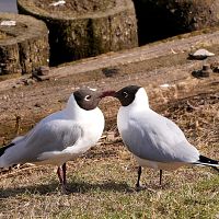 То солнце, то дождь: чего ждать от погоды на следующей неделе