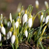 Побьёт ли 11 марта температурный рекорд?