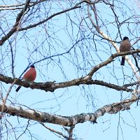 Ночью мороз вечером дождь: что ждёт Латвию?