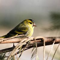 Ночью мороз, днём до +12: весна в Латвии с сюрпризом