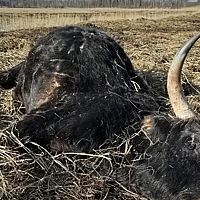 «Это ужасное видео, но люди должны знать правду»: что произошло в Кемери с животными (16+)