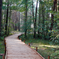 Кто стрелял в женщину в рижском лесу? Пострадавшая неделю ходила с пулей рядом с позвоночником