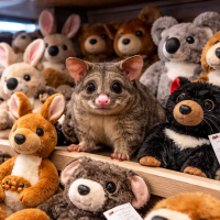 В аэропорту случилось невероятное: среди плюшевых игрушек нашли… живого «экспоната»!