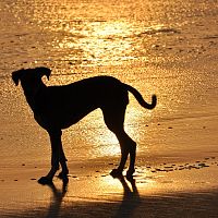 Улицы Дубая заполнены брошенными животными: богачи бросают своих питомцев