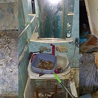 В Иманте полиция обнаружила квартиру с десятками истощенных животных