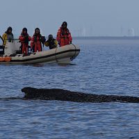 Его больше интересовали кадры: биолога-инфлюэнсера обвинили в некомпетентности во время спасения кита