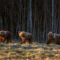 «Было страшно даже дышать!» Как Даце встретила семью медведей в лесу (ФОТО)