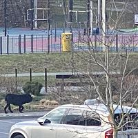 Собаки-убийцы рыскают у детской площадки: уже загрызли мирного корги