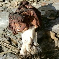 Первый весенний грибник попал в больницу. Сморчком ошибся и съел строчок