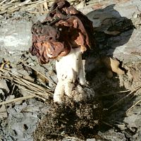 Первый весенний грибник попал в больницу. Сморчком ошибся и съел строчок