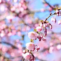 Otrdien saglabāsies saulains laiks