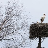 На Латвию идёт крупный циклон: погода на неделю