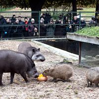 Люди вели себя как животные: грустные впечатления от посещения зоопарка «по акции»