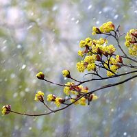 Апрель в Латвии завершится дождем и снегом