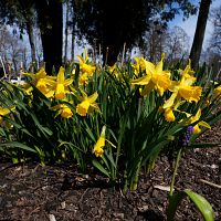 Латвию продует: в среду ветер разгонится до 17 м/с