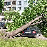Объявлено жёлтое предупреждение: в Иманте дерево придавило автомобиль