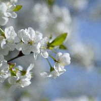 Дождались! Первый день мая подарит тепло