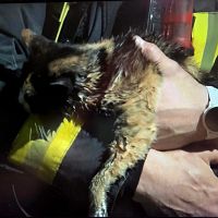 Человечность превыше всего: в Риге пожарные вытащили из огня кота и откачали его