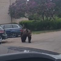 Медведь забрёл в Екабпилс. Его напугали смартфонами и провожали дронами (видео)