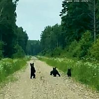 Четыре медвежонка поднялись на лапы перед автомобилем под Лимбажи (видео) Четыре медвежонка поднялись на лапы перед автомобилем под Лимбажи (видео)