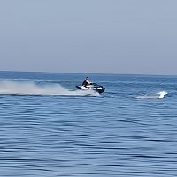 Герои в Рое: удалец на водном мотоцикле проехался лебедям по головам. А если бы там был пловец? (ВИДЕО)