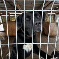 Отключили свет и воду: латвийский приют для животных просит помощи