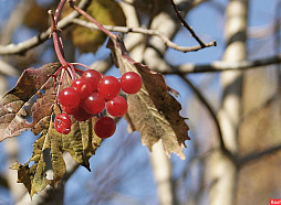 Tuvākajās diennaktīs gaisa temperatūra nedaudz pazemināsies