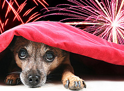 Vāc parakstus par pilnīgu civilās pirotehnikas aizliegumu Latvijā