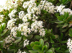 Piektdien gaisa temperatūra pakāpsies līdz +17 grādiem