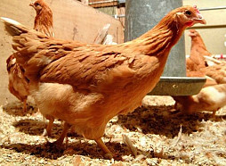 Latvijā vistām pirmo reizi konstatēta saslimšana ar Ņūkāslas slimību