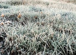 Naktī valsts lielākajā daļā gaisa temperatūra noslīdēs zem nulles