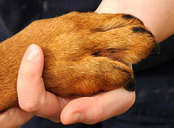 Suņu nošaušanas lietā Bauskas novadā četras personas varētu tikt sauktas pie kriminālatbildības