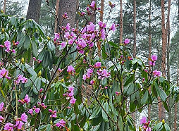 Rododendru ziedēšanas svētkos Babītē koncertēs Antoņenko, Krauze, Naumova un Igo
