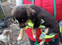 «Zoopolicija» no maija vairs neapkalpos izsaukumus Rīgas pašvaldībā