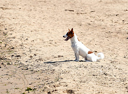 Neatbalsta kolektīvo iesniegumu par aizliegumu atrasties Jūrmalas pludmalē ar suņiem jebkurā gadalaikā