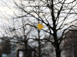 Nedēļa noslēgsies ar pelēku un mitru dienu