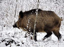 Āfrikas cūku mēris pagājušajā nedēļā konstatēts 32 mežacūkām