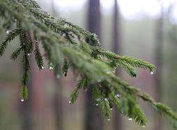 Piejūrā gaidāma silta diena