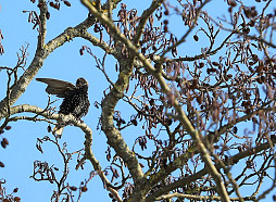 Sestdiena Latvijā gaidāma pavasarīgi silta un saulaina